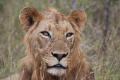 A young male lion already baring facial scars cat,cats,feline,felidae,predator,carnivore,big cat,big cats,lions,apex,vertebrate,mammal,mammals,terrestrial,Africa,African,savanna,savannah,safari,face,portrait,male,immature,teenager,mane,Lion,Panth