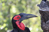 Southern ground-hornbill showing its bright red throat bird,birds,bill,hornbill,throat,red,ugly,handsome,face,shallow focus,green background,skin,Southern ground-hornbill,Bucorvus leadbeateri,Coraciiformes,Rollers Kingfishers and Allies,Aves,Birds,Bucorvi