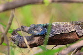 Starred agama on a piece of dead wood lizard,lizards,reptile,reptiles,scales,scaly,reptilia,lizards and snakes,terrestrial,cold blooded,agama,blue,spiny,spikey,close up,colourful,shallow focus,Starred agama,Laudakia stellio,Chordates,Chor