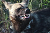 An African wild dog snarling as a sign of warning carnivore,vertebrate,mammal,mammals,terrestrial,Africa,African,savanna,savannah,safari,wild dog,hunting dog,African dog,African hunting dog,canine,canis,face,teeth,jaw,canines,snarl,angry,defence,warn