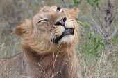 Close up of an adolescent male lion shaking away the flies cat,cats,feline,felidae,predator,carnivore,big cat,big cats,lions,apex,vertebrate,mammal,mammals,terrestrial,Africa,African,savanna,savannah,safari,face,portrait,male,immature,teenager,mane,Lion,Panth