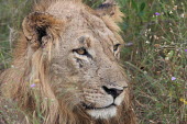 Close up of an adolescent male lion cat,cats,feline,felidae,predator,carnivore,big cat,big cats,lions,apex,vertebrate,mammal,mammals,terrestrial,Africa,African,savanna,savannah,safari,face,portrait,male,immature,teenager,mane,Lion,Panth