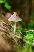 A seven-spot ladbird on top of a fungus insect,insects,invertebrate,invertebrates,red,spots,spotty,spotted,pattern,beetle,beetles,macro,close up,shallow focus,mushroom,fungus,fungii,woodland,forest,undergrowth,grass,Seven-spot ladybird,Cocc