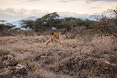 A lioness resting by bushes in the savanna cat,cats,feline,felidae,predator,carnivore,big cat,big cats,lions,apex,vertebrate,mammal,mammals,terrestrial,Africa,African,savanna,savannah,safari,lioness,female,resting,landscape,scenery,grass,atmos