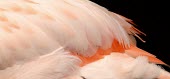 Plumage of a Chilean flamingo flamingo,flamingos,pink,feathers,feather,bird,birds,birdlife,avian,aves,plumage,colour,colours,peach,Chile,South America,Americas,Chilean flamingo,Phoenicopterus chilensis,Aves,Birds,Chordates,Chordat