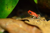 Close up of a strawberry poison frog on leaf strawberry frog,poison frog,frog,frogs,semi-aquatic,amphibia,amphibian,amphibians,amphibious,permeable,porous,skin,pigment,macro,close up,shallow focus,poison,poisonous,toxic,eye,eyes,black eyes,rainf