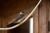Red-rumped swallow perching on a cable swallow,swallows,red rumped swallow,bird,birds,birdlife,avian,aves,wings,wing,plumage,perch,perched,perching,sitting,negative space,shallow focus,Red-rumped swallow,Hirundo daurica,Chordates,Chordata,