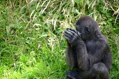 A western lowland gorilla sitting in the tall grass clasping its hands Western lowland gorilla,Gorilla gorilla gorilla,gorilla,ape,great ape,apes,great apes,Africa,forest,forests,rainforest,terrestrial,grass,hands,hominidae,hominids,hominid,negative space,green backgroun