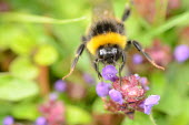 A bumblebee gathering pollen from a wild flower bumblebee,Animalia,Arthropoda,Insecta,Hymenoptera,Apidae,Bombus,bee,bees bumblebees,insect,insects,invertebrate,invertebrates,nectar,flower,flowers,pollen,pollinator,striped,stripy,macro,close up,shal
