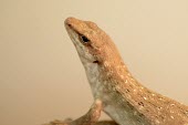 Close up of a round island skink skink,island skink,reptile,reptiles,scales,scaly,reptilia,lizards and snakes,terrestrial,cold blooded,brown,smooth,close up,macro,negative space,shallow focus,relax,relaxed,sunbathe,sunbathing,basking