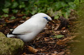 A Bali starling picking through bark on the forest floor starling,Bali,Asia,South East Asia,Indonesia,bird,birds,birdlife,avian,aves,plumage,white,blue,eyes,blue eyes,rainforest,forest,forests,crest,crested,forage,foraging,Bali starling,Leucopsar rothschild