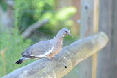 An immature woodpigeon perching, its fluffy down feathers still showing pigeon,feathers,feather,bird,birds,birdlife,avian,aves,plumage,young,juvenile,immature,perch,perched,perching,sitting,negative space,shallow focus,chick,fledgling,moult,moulting,Woodpigeon,Columba pal