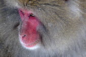 Close up portrait of a Japanese macaque monkey,monkeys,primate,primates,arboreal,mammal,mammals,vertebrate,vertebrates,fur,furry,face,pink,snow,winter,winter coat,eyes,portrait,Japanese macaque,macaques,snow monkeys,Macaca fuscata,Mammalia,