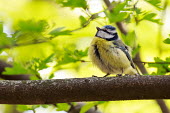 Blue tit perched in tree perch,perched,perching,sitting,bird,birds,tit,young,juvenile,chick,chicks,colour,colourful,blue,yellow,green backgorund,tree,branch,bill,chirp,chirping,plumage,down,feathers,garden bird,British specie
