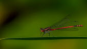 Large red damsel resting on a blade of grass damselfly,damselflies,insect,insects,invertebrate,invertebrates,Animalia,Arthropoda,Insecta,Odonata,Coenagrionidae,Pyrrhosoma nymphula,red,wings,winged,macro,close up,shallow focus,grass,leaf,green ba