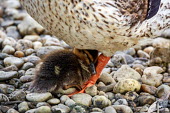 Mallard chick asleep on parent's foot DFKT waterfowl,duck,ducks,wetland,pebble,pebbles,chick,chicks,baby,young,juvenile,child,mother,parent,parenting,hug,snuggle,cosy,sleep,asleep,sleeping,resting,spring,mallard,female,bird,birds,British species,sleepy,tired,Mallard,Anas platyrhynchos,Mallard duck,Waterfowl,Anseriformes,Chordates,Chordata,Ducks, Geese, Swans,Anatidae,Aves,Birds,Canard colvert,Terrestrial,Herbivorous,platyrhynchos,North America,Europe,Urban,Temporary water,Ponds and lakes,Streams and rivers,Wetlands,Asia,Animalia,Flying,Common,Aquatic,Anas,IUCN Red List,Least Concern