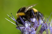 Bumble bee gathering pollen from a flower bumblebee,bee,bees,bumblebees,insect,insects,invertebrate,invertebrates,nectar,flower,flowers,pollen,pollinator,striped,stripy,buff tailed bumblebee,purple,macro,close up,shallow focus,green backgroun
