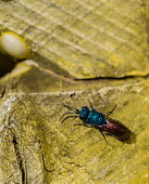 Ruby-tailed wasp resting on wood Chrysis,Animalia,Arthropoda,Insecta,Hymenoptera,insect,insects,invertebrate,invertebrates,sting,stinger,cuckoo wasp,wasp,wasps,ruby,emerald,metallic,colourful,colour,jewel,macro,close up,sparkly,Ruby-