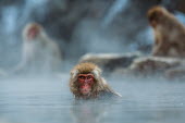 Japanese macaque staying warm in a hot spring monkey,monkeys,primate,primates,arboreal,mammal,mammals,vertebrate,vertebrates,fur,furry,face,winter,winter coat,eyes,portrait,Japanese macaque,macaque,hot spring,spring,thermal bath,bath,bath time,be