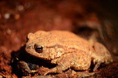 A common toad semi-camouflaged in the dirt toad,toads,frogs and toads,amphibian,amphibians,eye,skin,lumpy,bumpy,close up,brown,macro,shallow focus,Common toad,Bufo bufo,Amphibians,Chordates,Chordata,Anura,Frogs and Toads,Bufonidae,Toads,Amphib