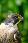 Portrait of a peregrine falcon with its speckled breast on display bird of prey,birds of prey,predator,talons,carnivore,hunter,raptor,bill,face,close up,shallow focus,portrait,bird,birds,plumage,feathers,green background,falcon,peregrine,Peregrine falcon,Falco peregr