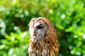 Portrait of a tawny owl in daylight Strigidae,Tytonidae,owl,owls,bird of prey,birds of prey,predator,talons,carnivore,hunter,bill,face,close up,shallow focus,portrait,bird,birds,eyes,green background,bokeh,plumage,Tawny owl,Strix aluco,