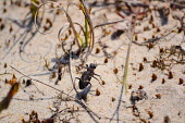 A black tiger beetle crossing sand insect,insects,invertebrate,invertebrates,beetle,beetles,sand,hot,dry,arid,Heath tiger beetle,Cicindela sylvatica,Insects,Insecta,Carabidae,Ground Beetles,Arthropoda,Arthropods,Coleoptera,Beetles,Anim