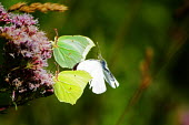 A large white and two brimstone butterflies feeding on a flower butterfly,butterflies,insect,insects,invertebrate,invertebrates,antenna,antennae,pretty,green,macro,close up,shallow focus,feeding,proboscis,tongue,nectar,pollen,large white,Pieris brassicae,flower,Br