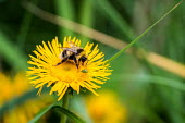 A white-tailed bumblebee collecting pollen from a dandelion bumblebee,bee,bees,bumblebees,insect,insects,invertebrate,invertebrates,nectar,flower,flowers,pollen,pollinator,striped,stripy,macro,close up,shalow focus,dandelion,wildflower,weed,yellow,green backgr