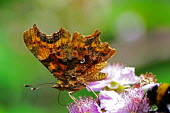 A comma butterfly feeding next to a bee in the foreground butterfly,butterflies,insect,insects,invertebrate,invertebrates,antenna,antennae,macro,close up,shallow focus,flower,feeding,pollen,underwing,Comma,Polygonia c-album,Insects,Insecta,Nymphalidae,Brush-