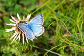 A chalk hill blue butterfly on a thistle Animalia,Arthropoda,Insecta,Lepidoptera,Lycaenidae,Polyommatus,P. coridon,butterfly,butterflies,insect,insects,invertebrate,invertebrates,antenna,antennae,Chalk Hill Blue,macro,close up,shallow focus,