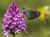 A large blue butterfly feeding on a flower butterfly,butterflies,insect,insects,invertebrate,invertebrates,antenna,antennae,macro,close up,shallow focus,flower,Large blue butterfly,Maculinea arion,Insects,Large blue,Insecta,Lepidoptera,Butterf