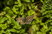 A grizzled skipper butterfly resting on a shrub Animalia,Arthropoda,Insecta,Lepidoptera,Hesperiidae,Pyrgus,P. malvae,butterfly,butterflies,insect,insects,invertebrate,invertebrates,antenna,antennae,Grizzled skipper,macro,close up,shallow focus,Pyrg