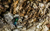 A green bottle fly resting on bark Animalia,Arthropoda,Insecta,Diptera,Calliphoridae,green bottle,green bottle fly,fly,flies,macro,close up,shallow focus,Green bottle fly,Insects