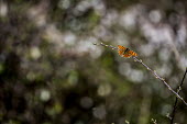A comma butterfly balanced on a sapling butterfly,butterflies,insect,insects,invertebrate,invertebrates,antenna,antennae,shallow focus,bokeh,Comma,Polygonia c-album,Insects,Insecta,Nymphalidae,Brush-Footed Butterflies,Arthropoda,Arthropods,
