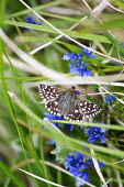 A grizzled skipper butterfly in the grass Animalia,Arthropoda,Insecta,Lepidoptera,Hesperiidae,Pyrgus,P. malvae,butterfly,butterflies,insect,insects,invertebrate,invertebrates,antenna,antennae,Grizzled skipper,macro,close up,shallow focus,Pyrg