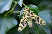 Oleander hawk moth resting on an ivy leaf insect,insects,invertebrate,invertebrates,antenna,antennae,moth,moths,macro,close up,shallow focus,green background,camouflage,colour,colourful,green,purple,pretty,hawk moth,Oleander hawk-moth,Daphnis