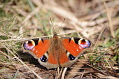 Peacock butterfly sunbathing butterfly,butterflies,insect,insects,invertebrate,invertebrates,antenna,antennae,macro,close up,shallow focus,colourful,colour,sunbathing,basking,Peacock butterfly,Inachis io,Insects,Peacock,Insecta,N