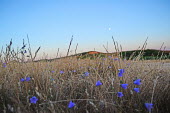 An evening landscape shot, the moon above a field filled with harebell Plantae,Asterales,Campanulaceae,Campanula,Campanula rotundifolia,field,moon,moonlight,dusk,evening,sky,grass,grassland,meadow,wildflower,wildflowers,hay,hills,shallow focus,atmosphere,flower,flowers,p
