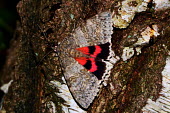 A red underwing moth on silver birch insect,insects,invertebrate,invertebrates,antenna,antennae,moth,moths,macro,close up,shallow focus,Red underwing,CatocalaÂnupta,Insects