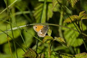 A small heath butterfly butterfly,butterflies,insect,insects,invertebrate,invertebrates,antenna,antennae,macro,close up,shallow focus,Small heath butterfly,Coenonympha pamphilus,Insects,Small heath,Insecta,Lepidoptera,Butter
