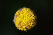 Close up of a yellow flower plant,plants,flower,flowers,yellow,close up,shallopw focus,macro,stamen,petals,ball flower,Plants