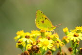 A clouded yellow butterfly Animalia,Arthropoda,Insecta,Lepidoptera,Pieridae,Colias,C. croceus,butterfly,butterflies,insect,insects,invertebrate,invertebrates,antenna,antennae,Clouded yellow,macro,close up,shallow focus,Colias c