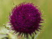 Close up of a thistle thistle,Asterales,Asteraceae,Cynareae,Cirsium,flower,flowers,plant,plants,green background,shallow focus,green,purple,beetle,beetles,close up,macro,insects,insect,invertebrate,aphid,greenfly,Plants