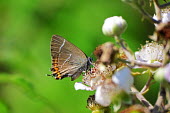 Close up of a white letter hairstreak butterfly Animalia,Arthropoda,Insecta,Lepidoptera,Lycaenidae,Satyrium,S. w-album,butterfly,butterflies,insect,insects,invertebrate,invertebrates,antenna,antennae,White-letter hairstreak,macro,close up,shallow f