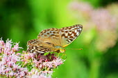 A silver-washed fritillary butterfly feeding on a flower Animalia,Arthropoda,Insecta,Lepidoptera,Nymphalidae,Argynnis,A. paphia,butterfly,butterflies,insect,insects,invertebrate,invertebrates,antenna,antennae,Silver-washed fritillary,macro,close up,shallow