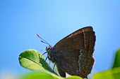 A purple hairstreak butterfly resting on a leaf butterfly,butterflies,insect,insects,invertebrate,invertebrates,antenna,antennae,macro,close up,shallow focus,blue sky,Purple hairstreak,Neozephyrus quercus,Insects