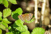A speckled wood butterfly on brambles butterfly,butterflies,insect,insects,invertebrate,invertebrates,antenna,antennae,Speckled wood,Pararge aegeria,Insects,Lepidoptera,Butterflies, Skippers, Moths,Insecta,Arthropoda,Arthropods,Temperate,