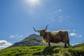 A highland cow standing in a field, sun beaming down Animalia,Chordata,Mammalia,Artiodactyla,Bovidae,Bos,Bos taurus,herbivores,herbivore,vertebrate,mammal,mammals,terrestrial,cattle,ungulate,bovine,highland cattle,highland cow,cow,horns horned,highlands