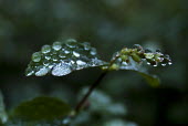Dew gathered on leaves leaf,leaves,dew,foliage,vegetation,greenery,wet,water,droplets,macro,close up,shallow focus,green,green background,Plants